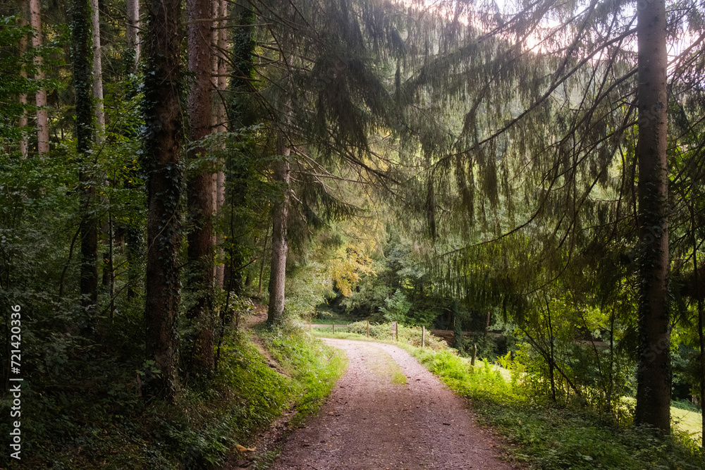 Obraz premium Black Forest Landscape, Germany Travel