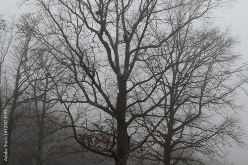 Motionless Winter Trees Enveloped in the Silent Early Morning Fog
