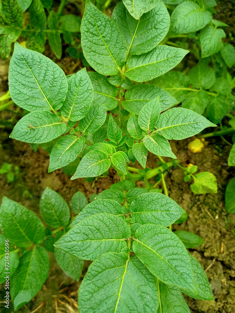 Close up green young potato plant. A beautiful shot of young green potato plant. Growing potato. Agrarian business. Agricultural scene. Soft focus. Close up green young potato plant. A beautiful shot of young green potato plant. Growing potato. Agrarian business. Agricultural scene. Soft focus.