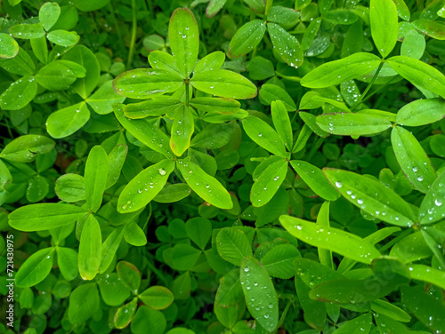 Принти на полотні Trifolium alexandrinum or berseem clover growing in the form of fodder in field