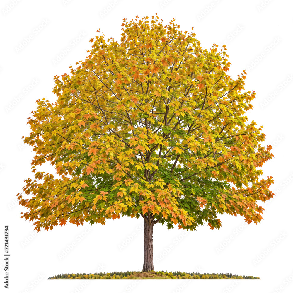 PNG file autumn maple tree transparent background