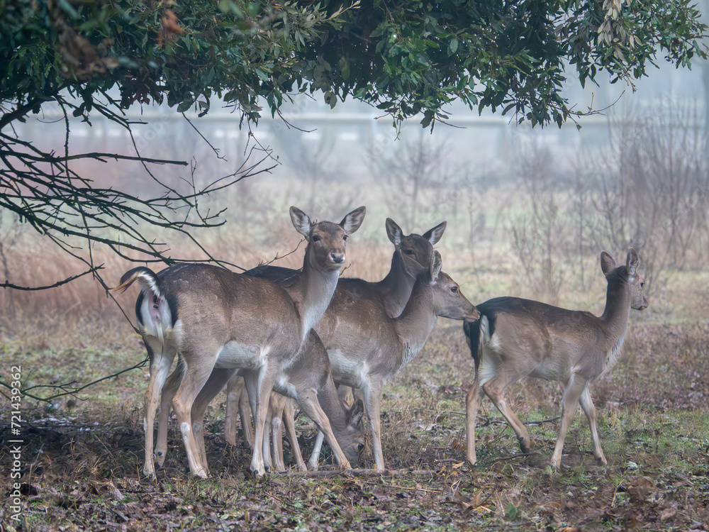 A misty scene captures deer gracefully roaming at Italy’s Lido di Volano. A misty scene captures deer gracefully roaming at Italy’s Lido di Volano.