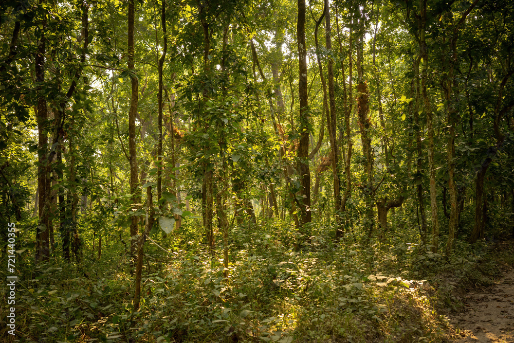 Sunlight filters through the dense canopy of Chitwan National Park, casting a mosaic of light and shadow on the forest floor teeming with vegetation.