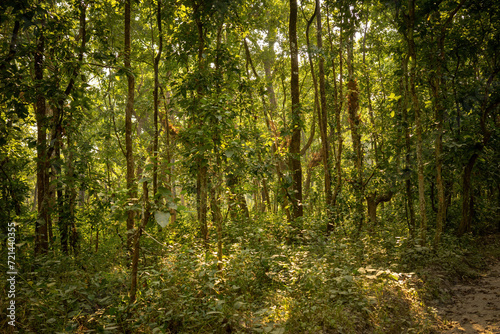 Sunlight filters through the dense canopy of Chitwan National Park, casting a mosaic of light and shadow on the forest floor teeming with vegetation. © Mirador