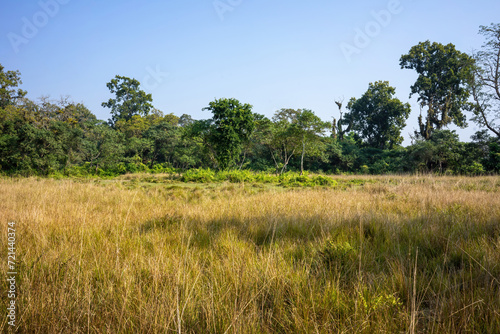 A vast expanse of dry  golden grass covers the ground in Chitwan National Park  with dense forest trees marking the boundary of this natural tapestry.