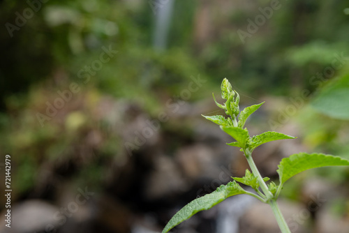 Texture and surface of green leaf wild plant on the tropical forest. Photo is suitable to use for nature background, botanical poster and nature content media.