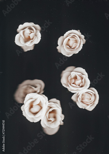 Flower scan background with water drops. Scanned white roses. Glitchy abstract distorted flowers. Colorful bright photocopy with scanner noise effect for advertising, poster or postcard.