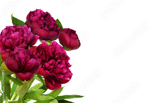 Red peony flowers with gree...