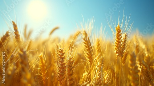 Close-up of golden wheat ears. Harvest concept. Endless wheat field on late summertime  backlight by the warm setting sun. Creative background  shallow depth of the field.