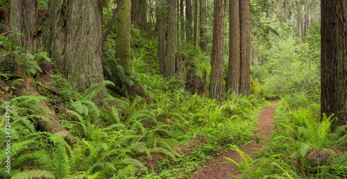 Fotografie Redwood, Stillwater Cove Regional Park, Sonoma Coast, Kalifornien, USA