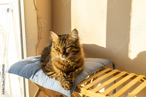 Fluffy adoroble domestic cat with green eyes resting on a sunny spot at home. photo