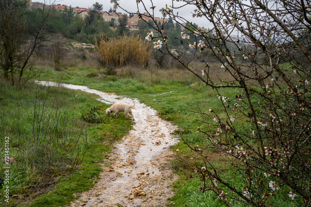 A Flooded Footpath in a Field near Jerusalem, Israel A Flooded Footpath in a Field near Jerusalem, Israel