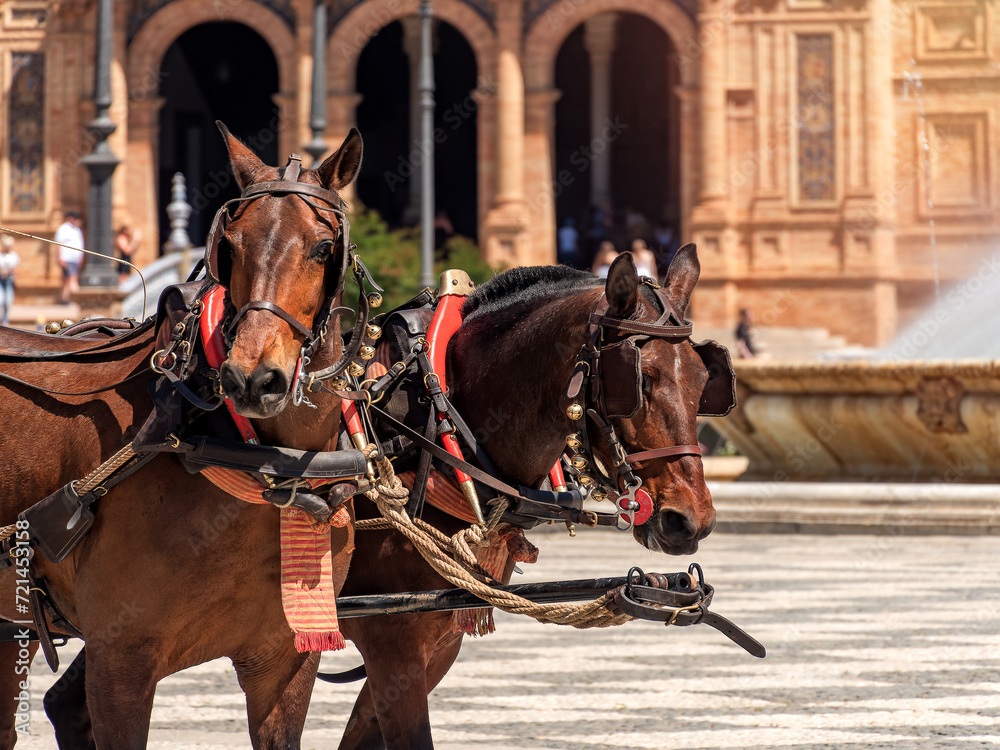 Harnessed Horses at Plaza de Espana, Seville Harnessed Horses at Plaza de Espana, Seville