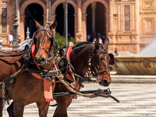 Harnessed Horses at Plaza de Espana, Seville