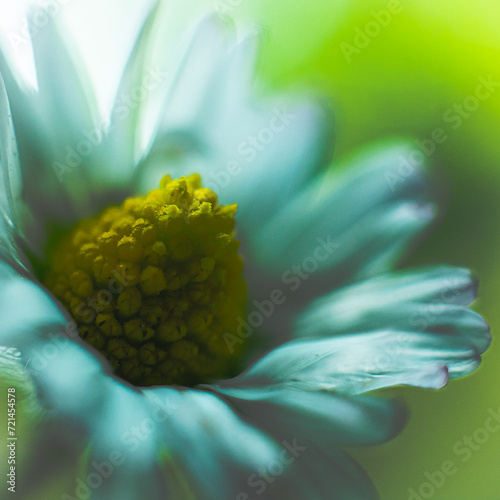 close up of flower © Pawe