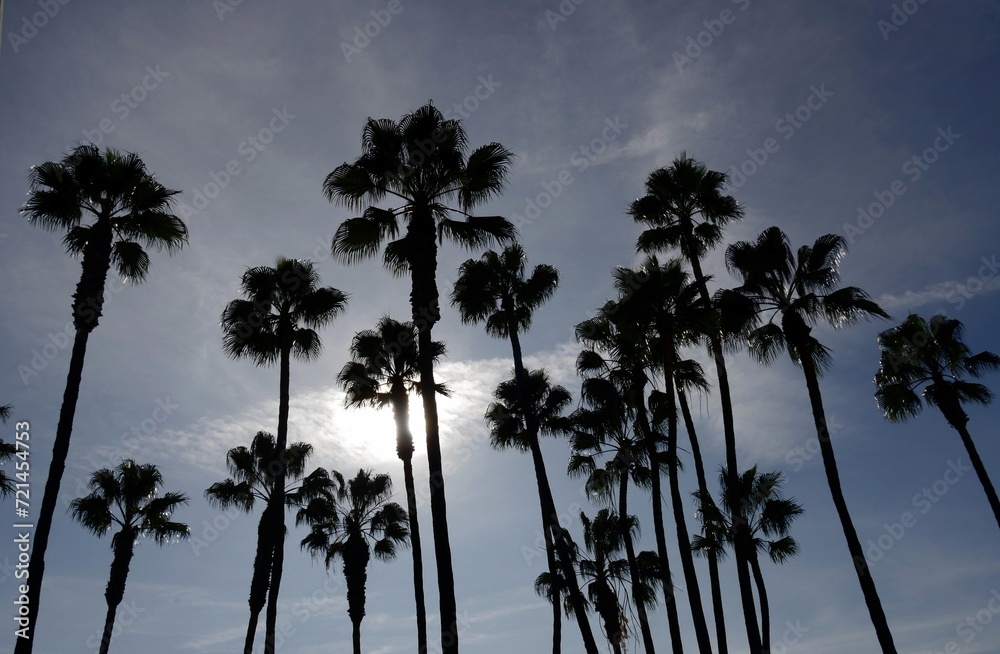 Upward view of silhouettes of palm trees