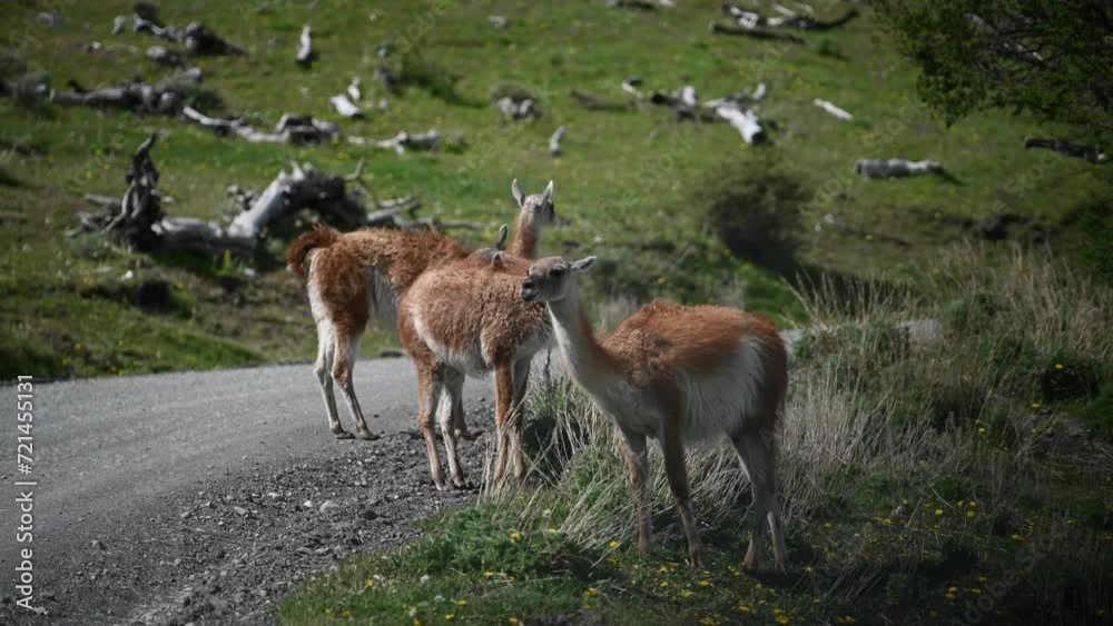Guanaco (Lama Guanicoe) - Torres Del Paine National Park, Chile
Guanaco (Lama Guanicoe) - Torres Del Paine National Park, Chile