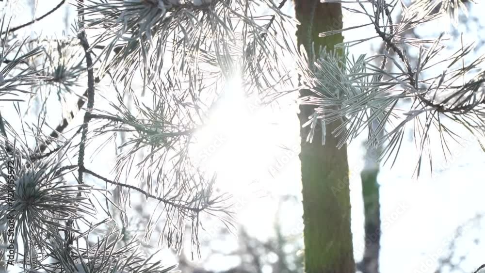 Pine branches frozen by frost close-up Pine branches frozen by frost close-up