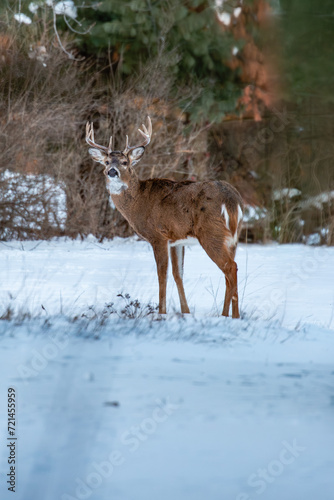 White-tailed deer buck (odocoileus virginianus) standing in a Wisconsin field in January