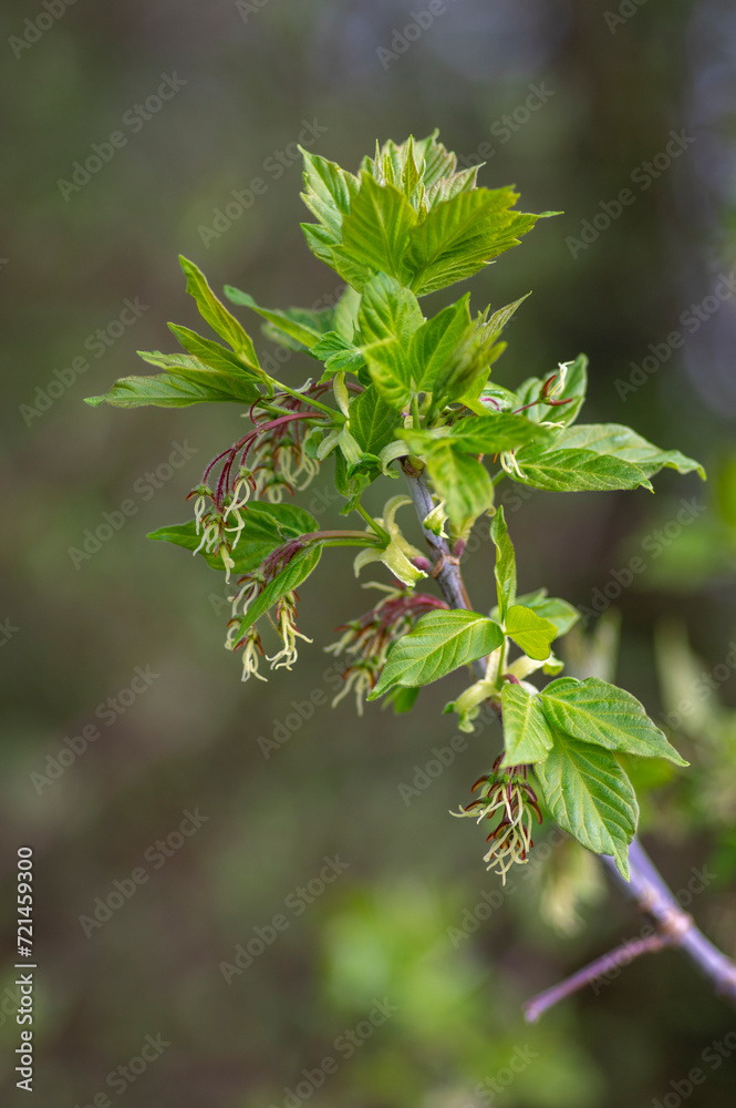 Acer negundo manitoba boxelder maple female purple red white flowers, detail of flowering branches