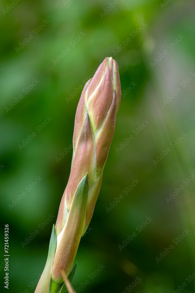 Yucca Thread Yucca filamentosa Adams needle and thread white flowers in bloom ...
