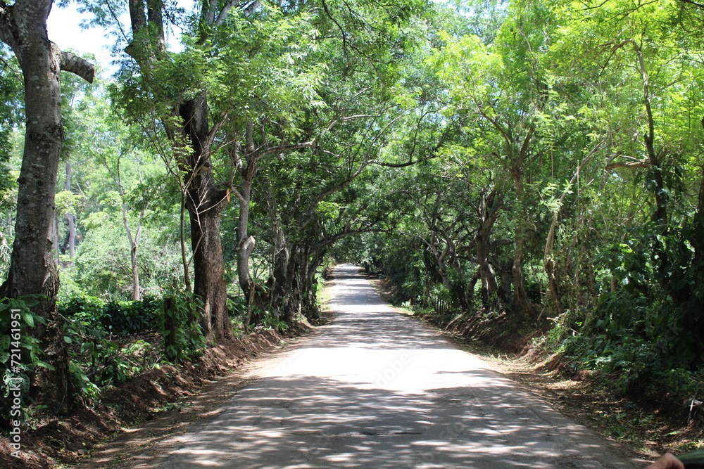 Fototapeta premium path in the forest