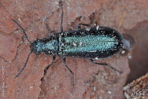 Soft-wing flower beetle (Dasytes  caeruleus). Adult insect on bark. photo