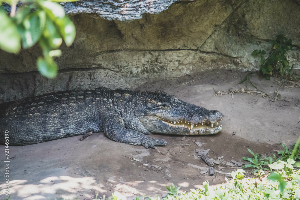 Close-up portrait of crocodile is opening its mouth at the crocodile farm in Thailand Zoo Close-up portrait of crocodile is opening its mouth at the crocodile farm in Thailand Zoo