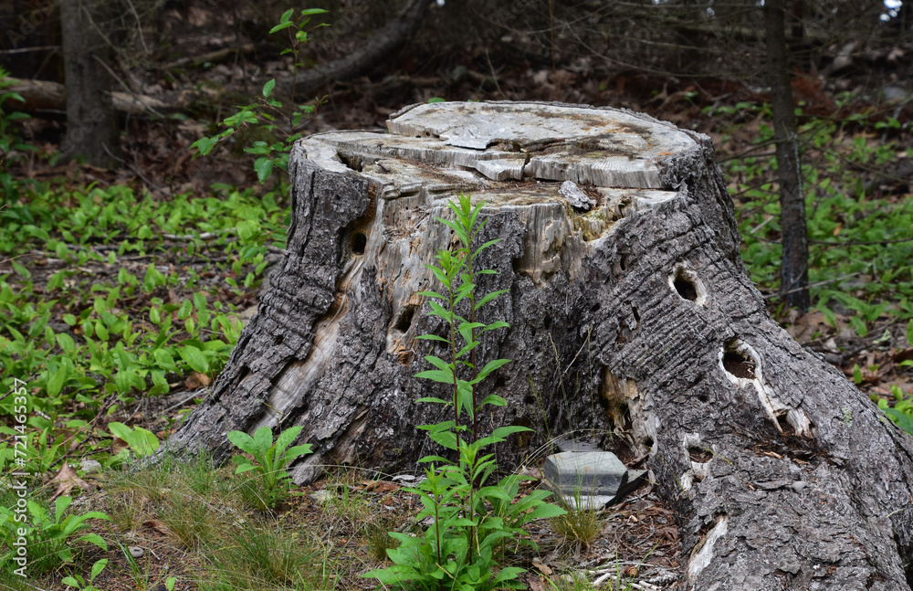 Old Tree Stump with Wookpecker Holes in It Old Tree Stump with Wookpecker Holes in It