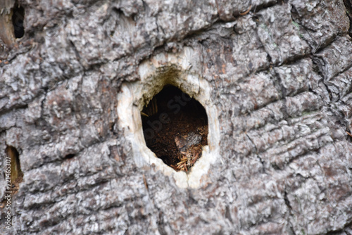 Hole Made by a Woodpecker in the Tree Bark
