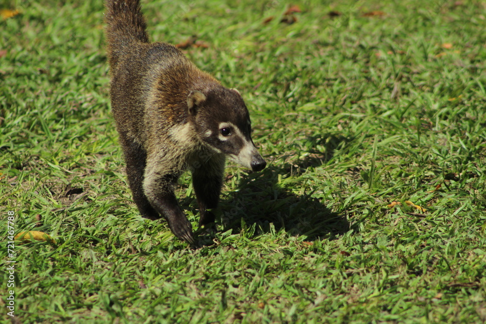 Fototapeta premium goose on the grass