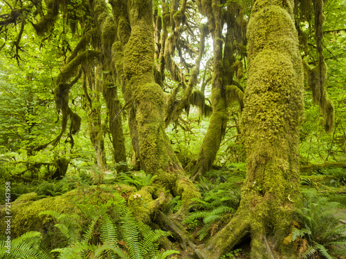 Hall of Mosses, Hoh Rainforest, Olympic National Park, Washington, USA