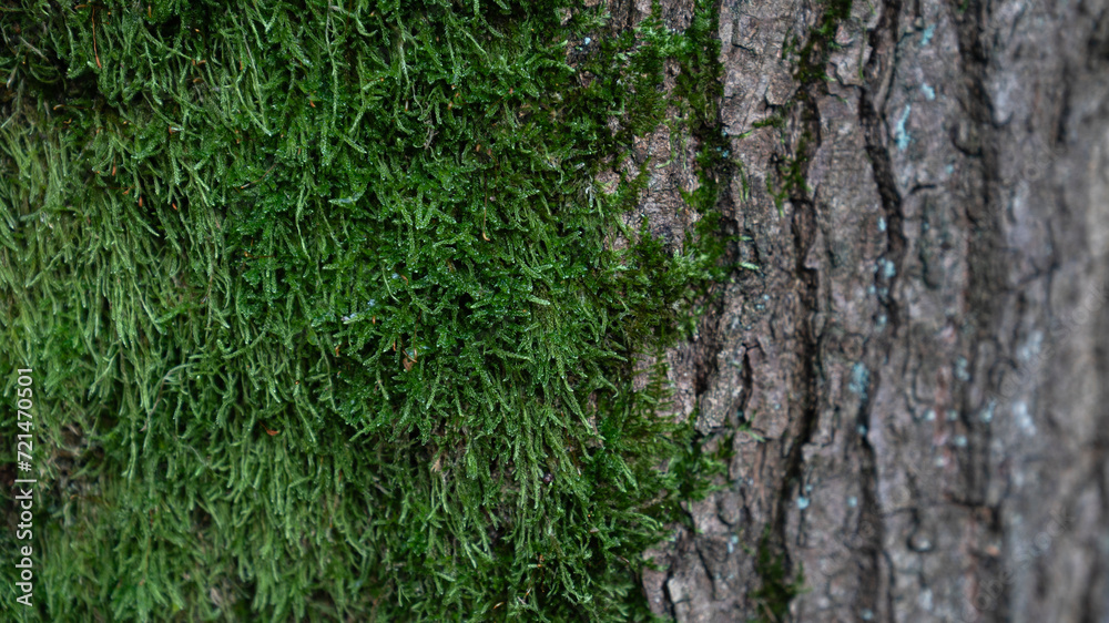 Baum Natur Wald Rinde Oberfläche Hintergrund Struktur Bildschirmschoner Untergrund Desktop Organisation Baum Natur Wald Rinde Oberfläche Hintergrund Struktur Bildschirmschoner Untergrund Desktop Organisation