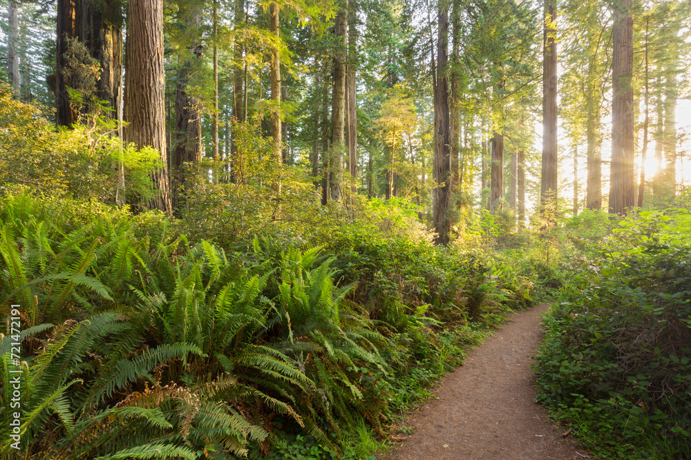 Del Norte Coast Redwoods State Park, Kalifornien, USA Del Norte Coast Redwoods State Park, Kalifornien, USA