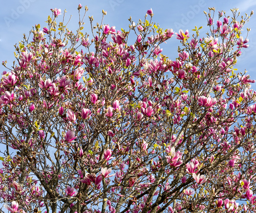 flores de magnólia da espécie Magnolia grandiflora