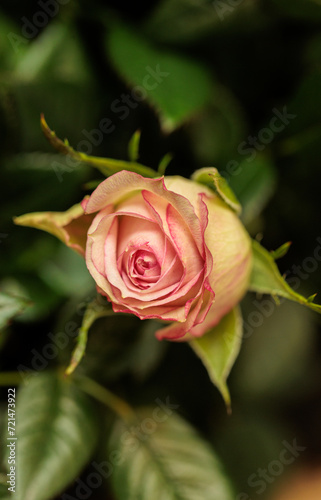 macro photographs of flowers with color and details