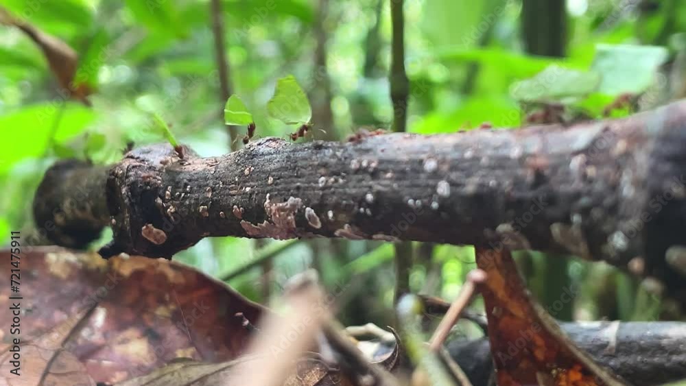 Ants leaf cutters walk on the wooden branch in the forest Ants leaf cutters walk on the wooden branch in the forest