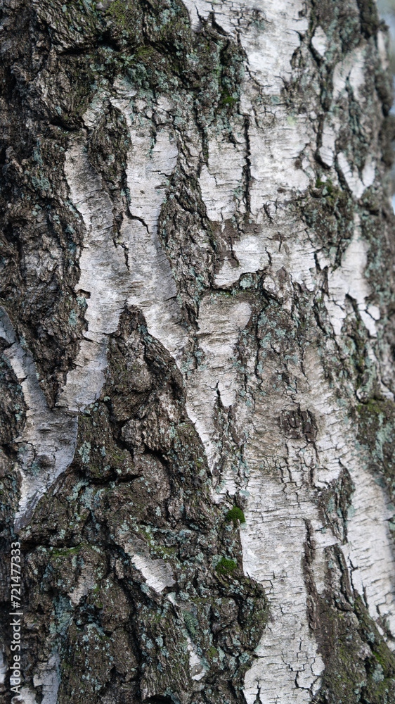 Baum Rinde Wald Natur Holz Stamm Hintergründe Baum Rinde Wald Natur Holz Stamm Hintergründe