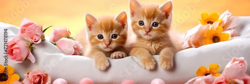 Fototapeta St. Valentine's Day greeting card or wide banner with cute and adorable kittens lying on sofa with flowers decorative elements.