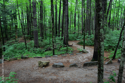 Winding Wooded Hiking Trail with a Cleared Path Through the Woods photo