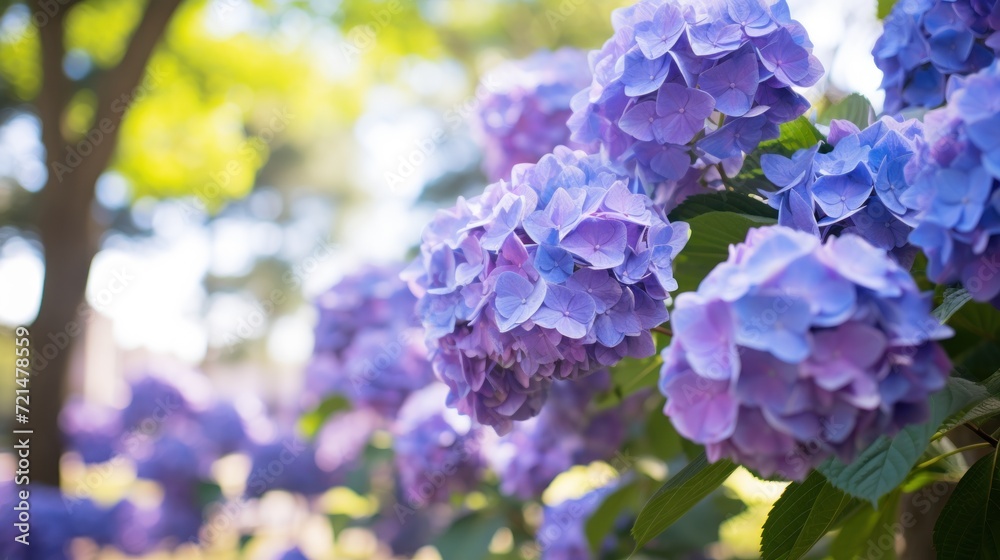 Hydrangea flowers on sunny garden outdoor background with copy space. Hydrangea flowers on sunny garden outdoor background with copy space.