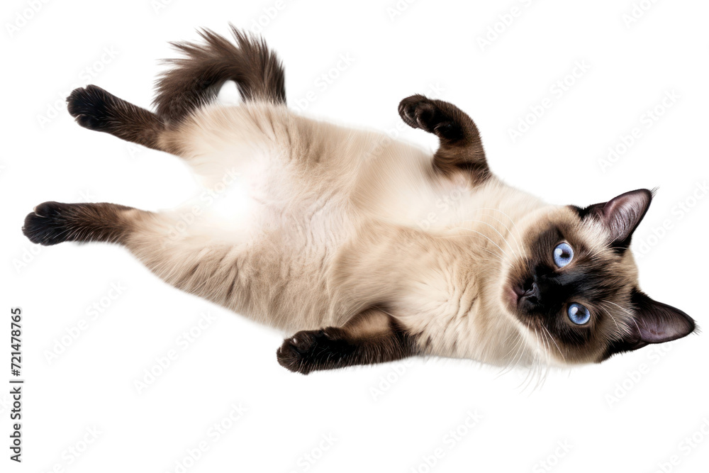 Lying Siamese cat isolated on white or transparent background, top view, png clipart, design element. Easy to place on any other background. - obrazy, fototapety, plakaty 