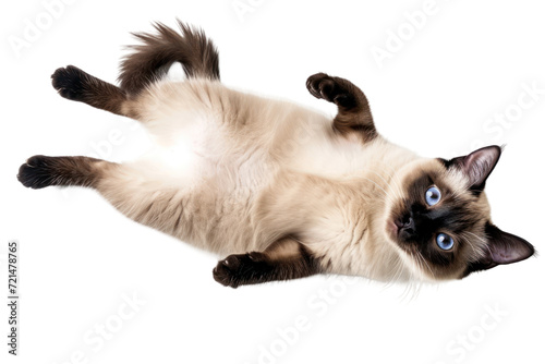 Lying Siamese cat isolated on white or transparent background, top view, png clipart, design element. Easy to place on any other background. © Sunny_nsk