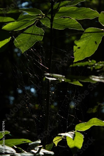 droplets on spiderweb