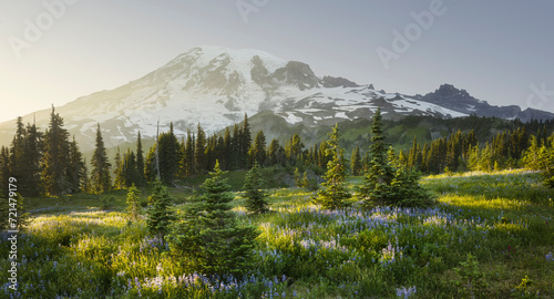 Vulkan Mt. Rainier von Mazama Ridge, Mt. Rainier National Park, Washington, USA