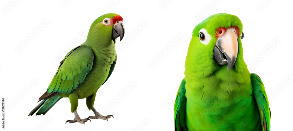 Naklejka premium Tropical green parrot.
