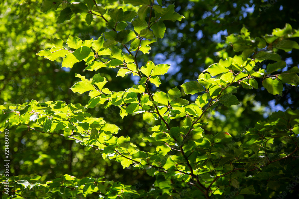 Leaves and branches of trees Irati forest Navarra Spain Leaves and branches of trees Irati forest Navarra Spain