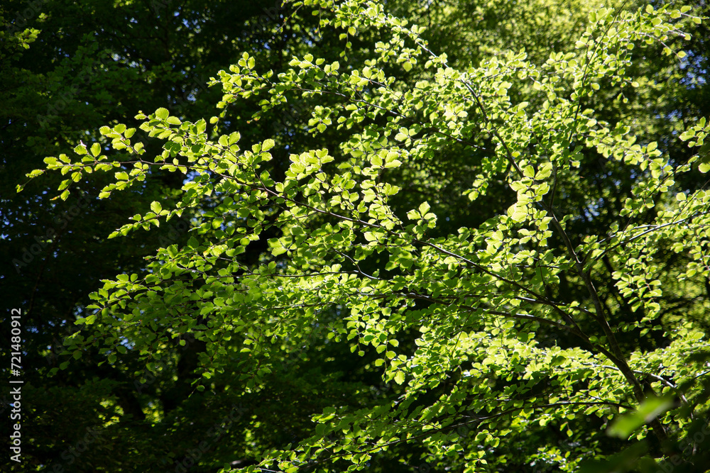 Leaves and branches of trees Irati forest Navarra Spain Leaves and branches of trees Irati forest Navarra Spain