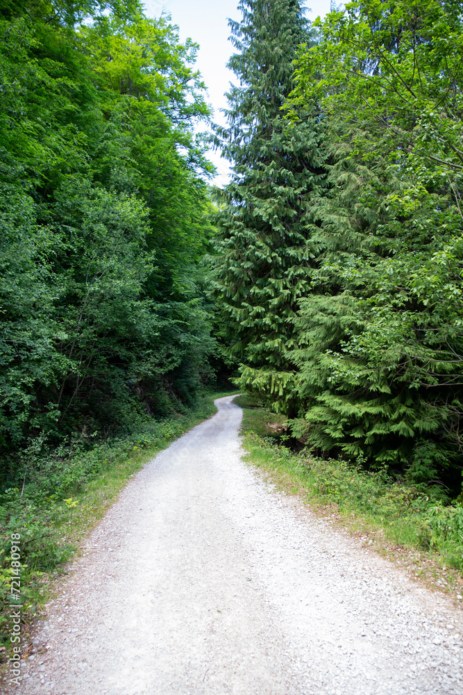 Path between trees Irati forest Navarra Spain Path between trees Irati forest Navarra Spain