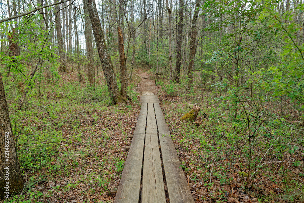 Boardwalk through the forest Boardwalk through the forest